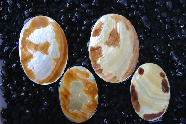Tiger Gold Mother of Pearl Shell Jewellery Pieces - Oval